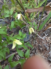 Clematis tangutica