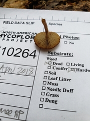 Simocybe serrulata
