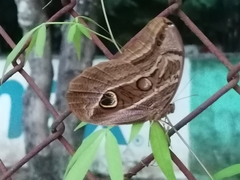 Eryphanis aesacus