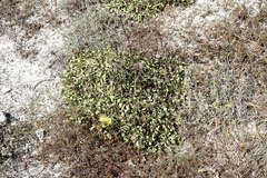 Globularia trichosantha