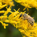 Goldenrod Cellophane Bee - Photo (c) Nick Dorian, some rights reserved (CC BY-NC), uploaded by Nick Dorian