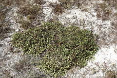 Globularia trichosantha