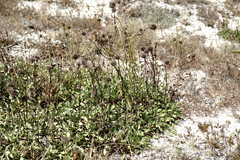 Globularia trichosantha