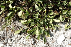 Globularia trichosantha