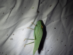 Microcentrum californicum