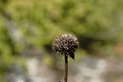 Globularia trichosantha