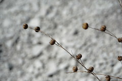 Linum squamulosum