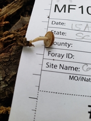 Simocybe serrulata
