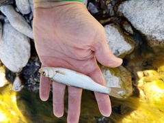 Squalius peloponensis