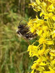 Bombus campestris