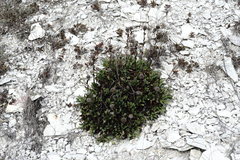 Globularia trichosantha