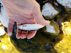 Squalius peloponensis