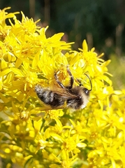Bombus campestris