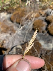 Danthonia intermedia