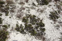 Globularia trichosantha