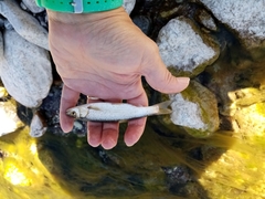 Squalius peloponensis