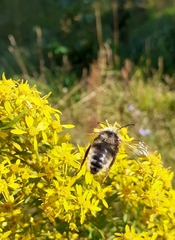 Bombus campestris