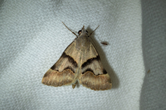 Hemeroplanis incusalis