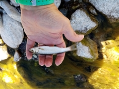 Squalius peloponensis