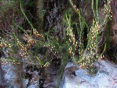 Erica intermedia intermedia