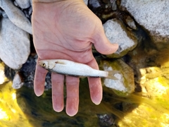 Squalius peloponensis