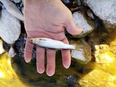 Squalius peloponensis