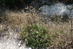 Globularia trichosantha