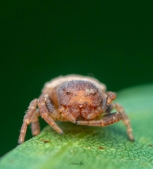 Holopelus