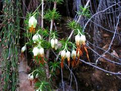 Erica intermedia intermedia