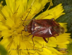 Lygus rubroclarus