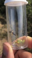 Colletes nudus
