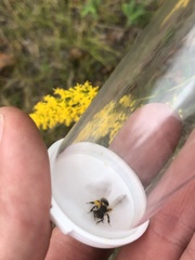 Colletes nudus