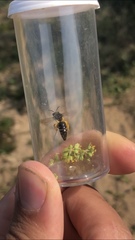 Colletes nudus