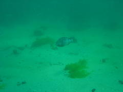 Spondyliosoma emarginatum