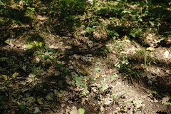 Coronilla coronata