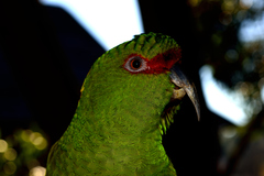 Enicognathus leptorhynchus