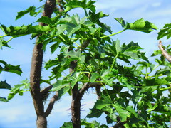 Cnidoscolus liebmannii