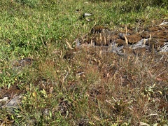 Danthonia intermedia