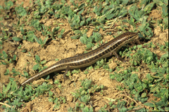Heremites vittatus