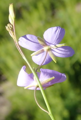 Heliophila subulata