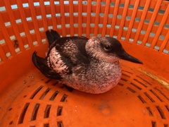 Cepphus grylle faeroeensis