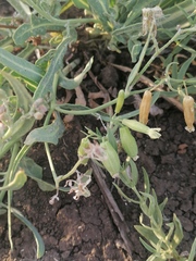 Silene procumbens