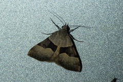 Hemeroplanis incusalis