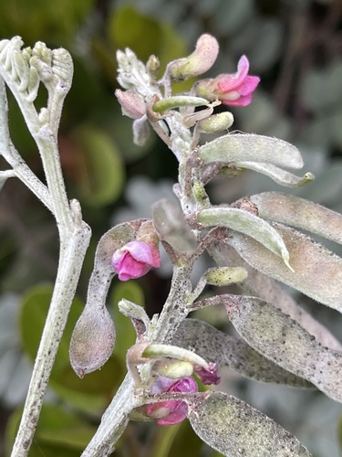 Tephrosia purpurea subsp. canescens image