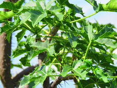 Cnidoscolus liebmannii