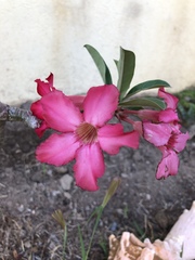 Adenium obesum