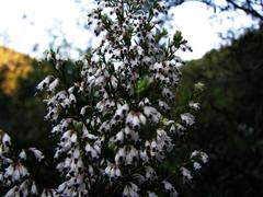 Erica fuscescens