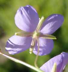 Heliophila subulata