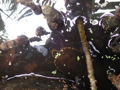 Malayemys macrocephala