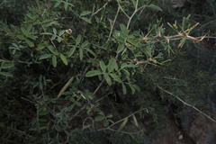 Indigofera disticha